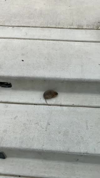 Found a little buddy at the airport today!