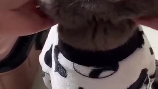 Funny video |Try Not To Laugh