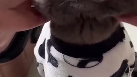 Funny video |Try Not To Laugh