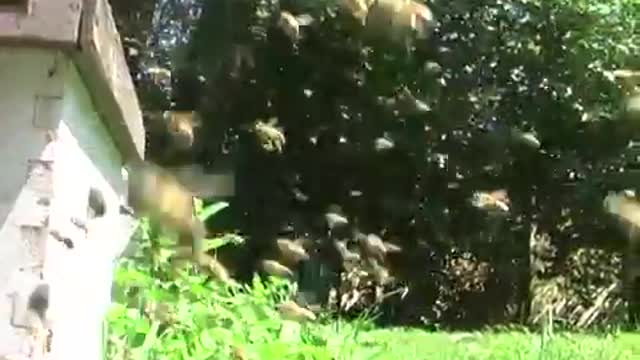 Orientation Flights of Honeybees