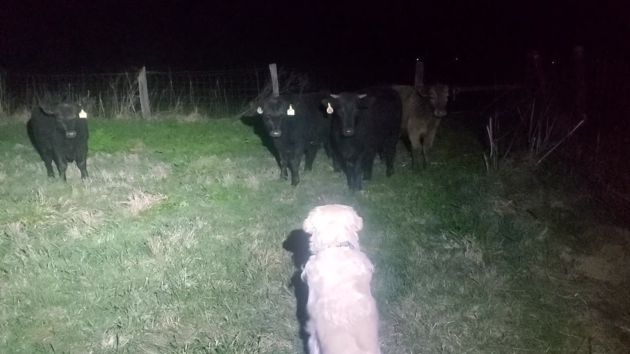 Findlay meets the cows