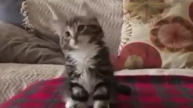 Dancing cat😂