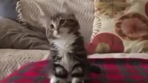 Dancing cat😂