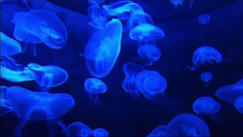 Beautiful jellyfish Aquarium 💙