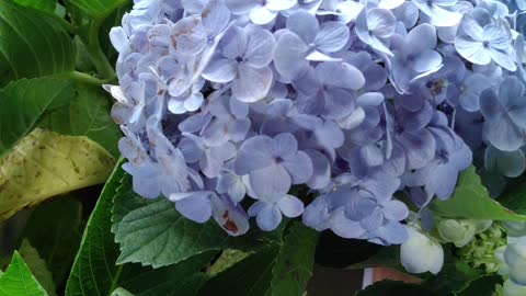 Hydrangea plant