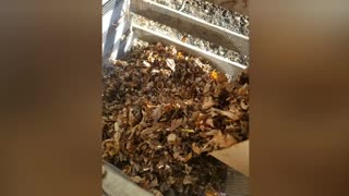Leaf Mould Set Up [Part 2]