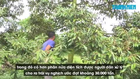 sầu riêng rớt giá