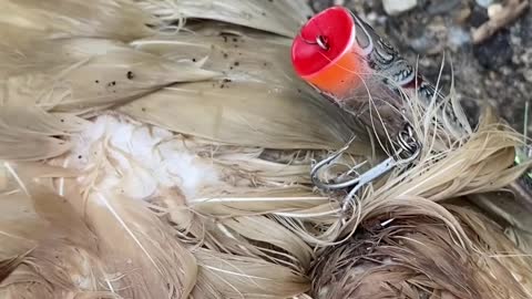 Saving a Poor Swan Caught in a Fishing Hook