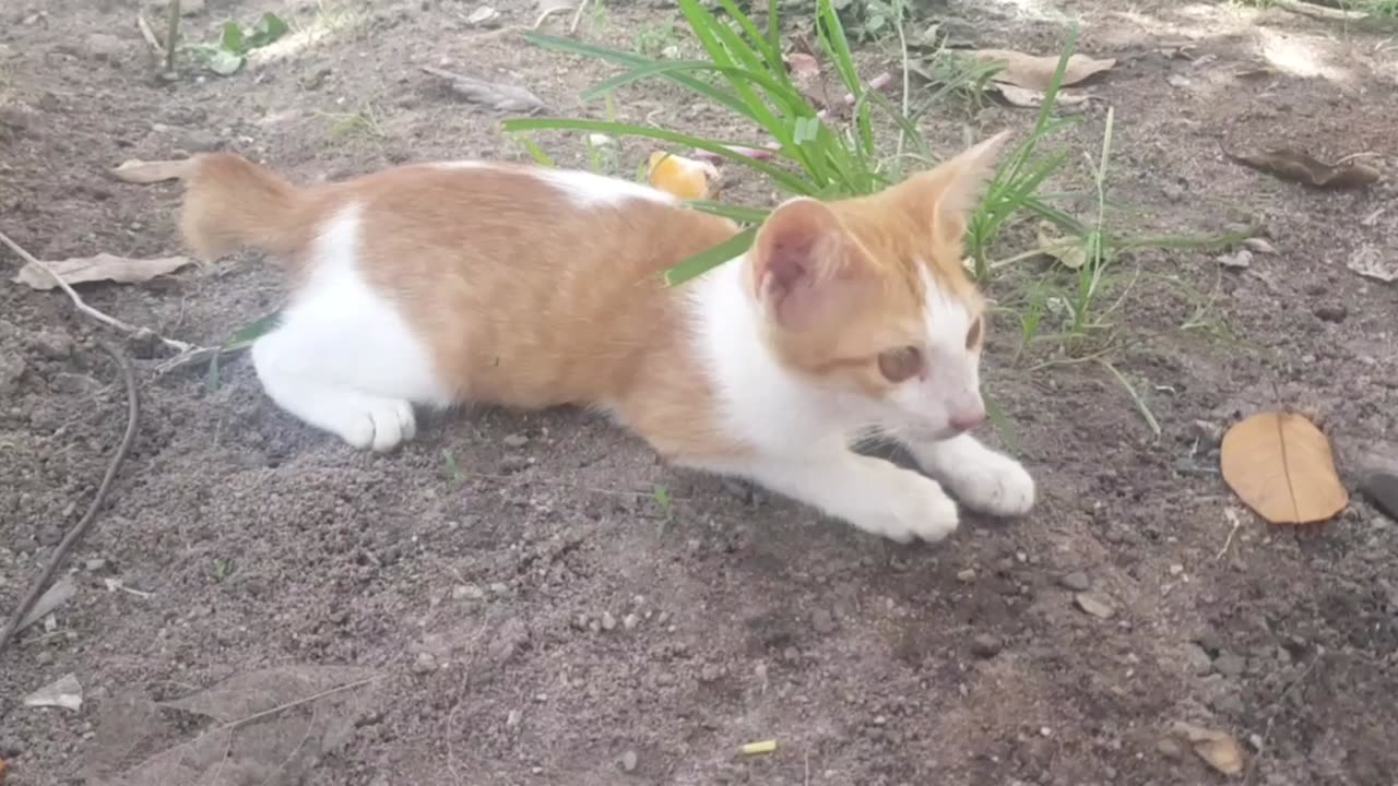 The kitten is sleeping happily | Daina-video cat cute 😍🐈🐈