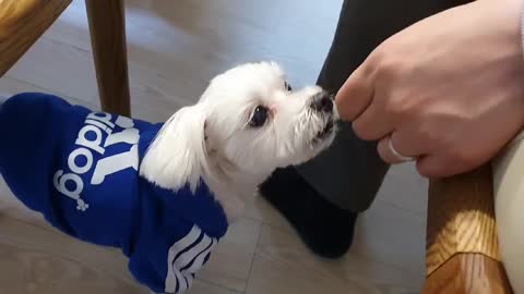 The puppy eats a delicious snack