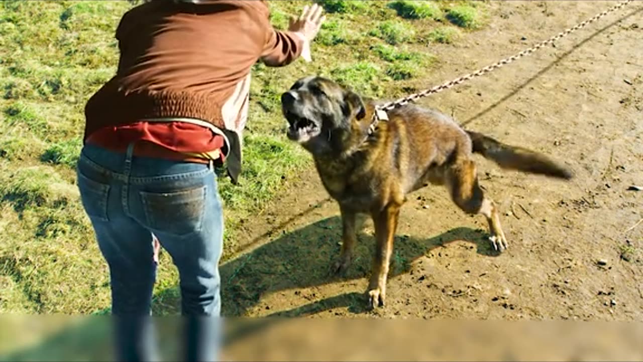 She noticed that the dog had no footprints