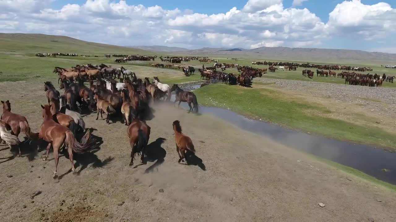 Aerial drone shot herd of horses running close to river in mongolia eagle shadow (rare)