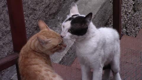 A cat and a cat are making love and kissing together