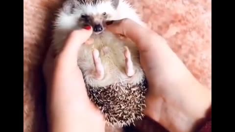 Cutest baby animals Videos compilation Cute moment of theAnimals - Cutest Animals