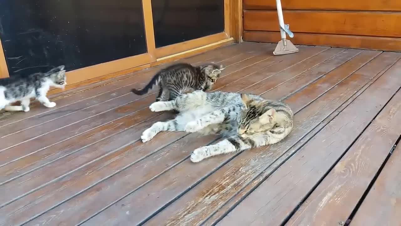 Mom cat cleaning her kitten by force