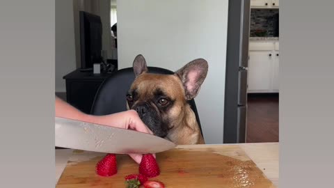 Dog with a margarita.