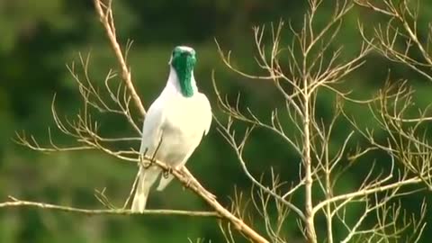 FERREIRO NA NATUREZA