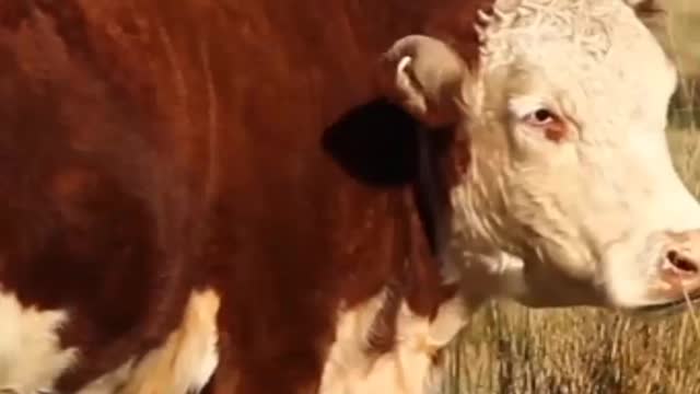 Cute Baby Cow Video🐄🐄🐄