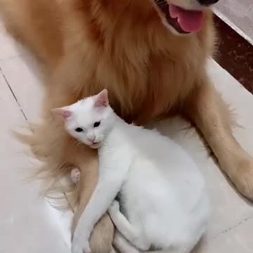 Awww I love that’s and I love when the dog just hides in the cat!!