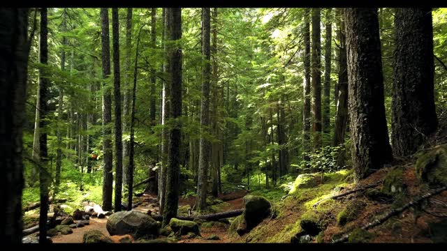 Forest and bird sound that helps you to relax and sleep better #relax #meditation #forest