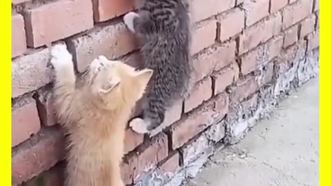 Funny cat 🐱🙈😍 funny videos