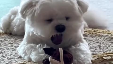 Funny animal videos 🤣🤣🤣🤣 🐶🐕
