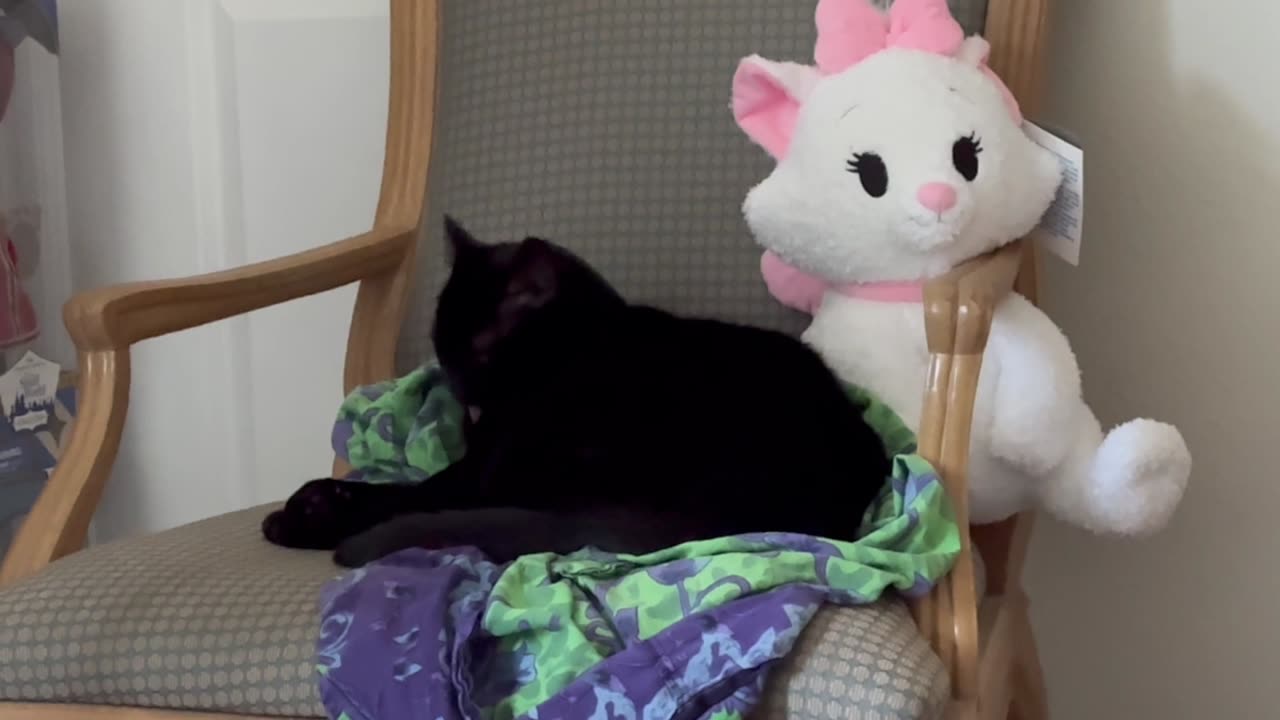 Cute Precious Piper Makes Sure She Looks Good on Her Throne - Adopting a Cat from a Shelter Vlog