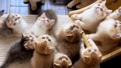 Cat video