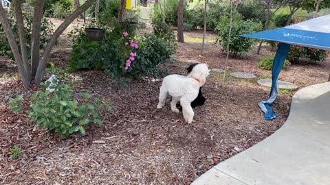 Pepper's First Birthday