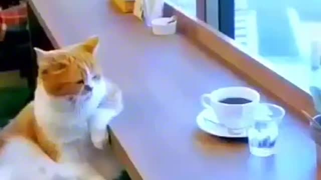 This cat sits on a tea cup and remembers the days of old