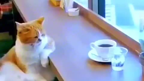 This cat sits on a tea cup and remembers the days of old