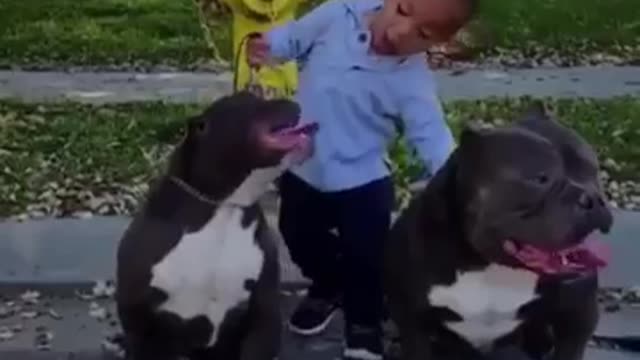 Little boy sticks tongue out with dogs