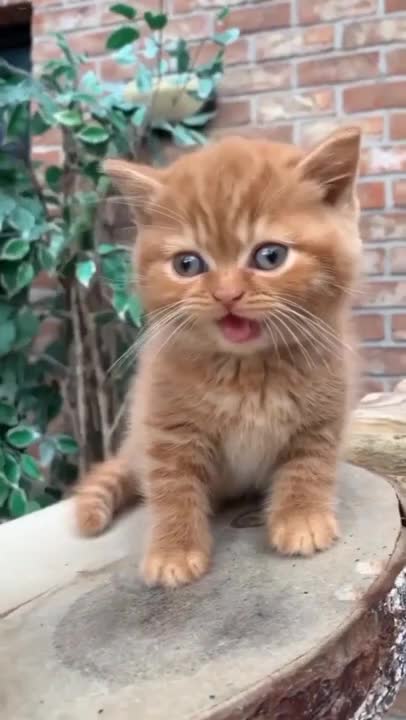 cute cats 😍#shorts #cat #cutecat 7