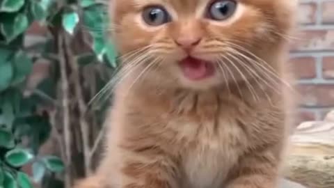 cute cats 😍#shorts #cat #cutecat 7