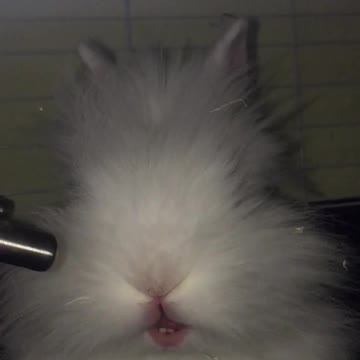 Cute bunny’s mouth slowmotion 🐰🥺