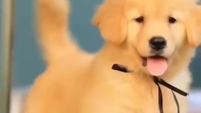 So biutiful Dog academy