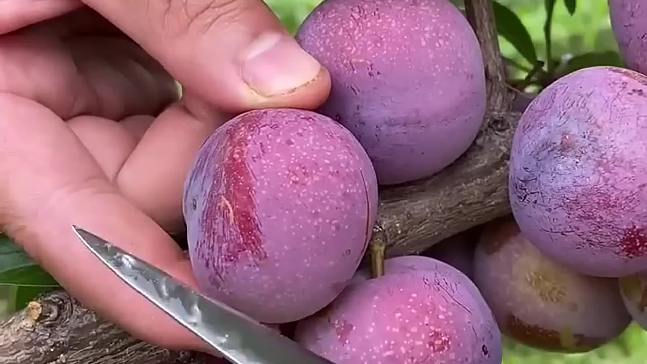 Best relaxing fruit tree farming _ Oddly satisfying fresh fruit