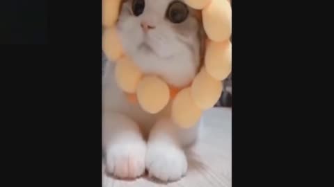 Cute Flower cat