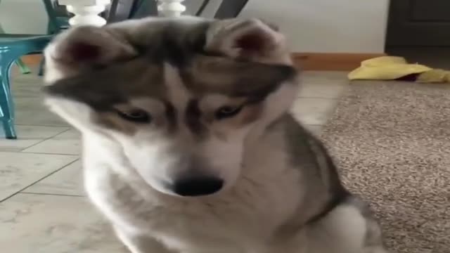 A communicating dog