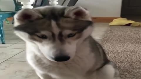 A communicating dog