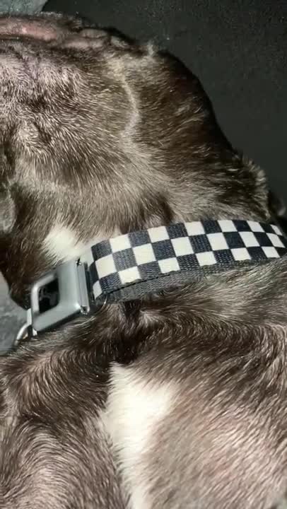 FRENCHIE BRUCE SLEEPS LIKE A HUMAN