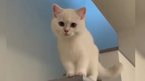 Cute and funny cats video