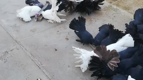 my best pigeons