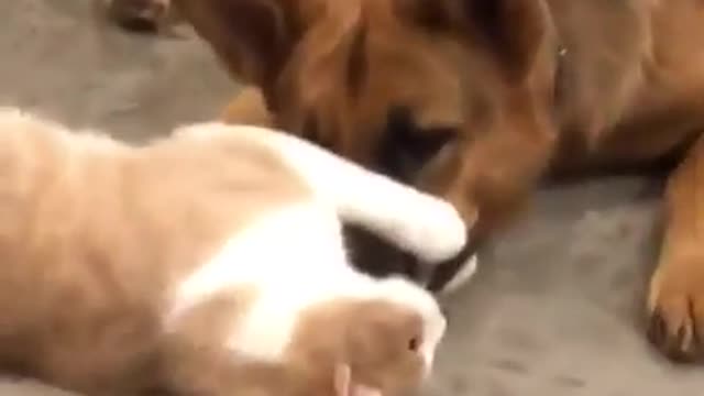 cat is teasing dog silently