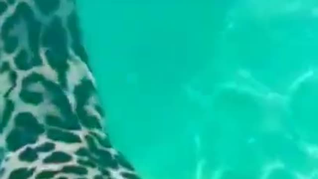 jaguar attacking on water #shorts