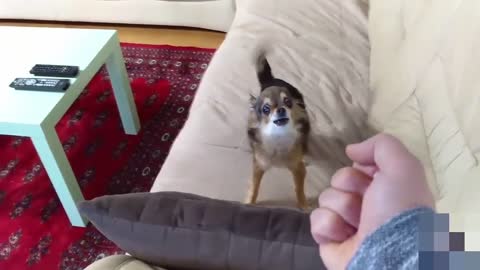 Dogs & Cats vs Middle Finger 2021