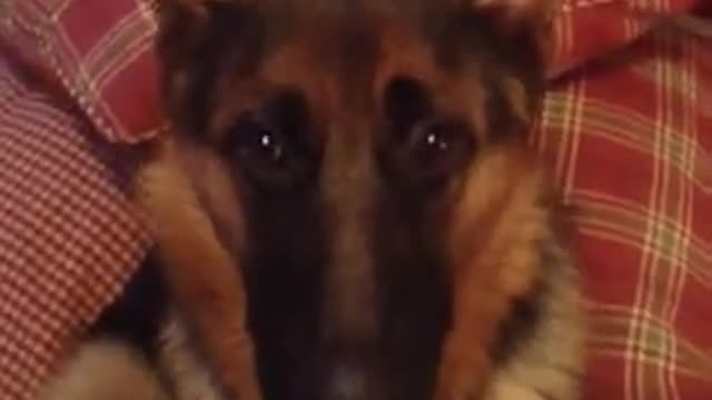 Guilty dog destroys room then tells on herself in most hilarious way