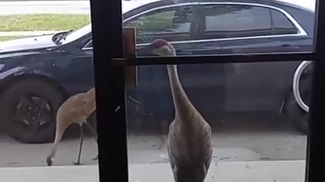 Sandhill crane knocks on door for human's attention