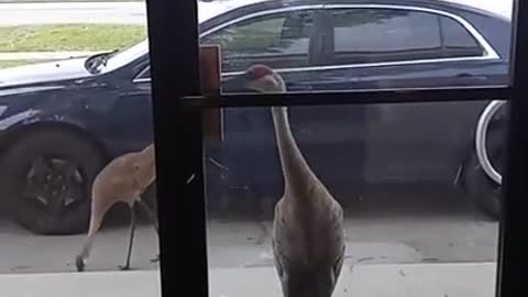 Sandhill crane knocks on door for human's attention