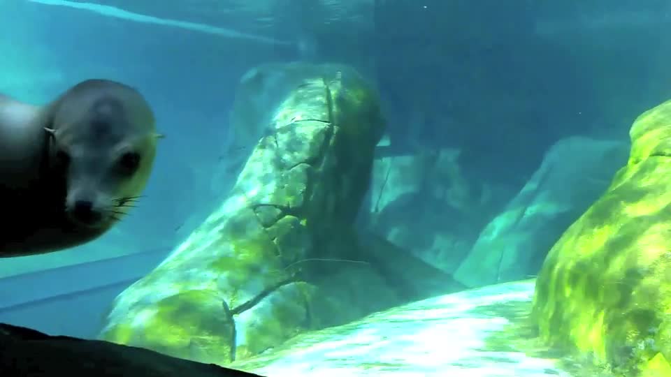 Playful sea lion at the St. Louis Zoo